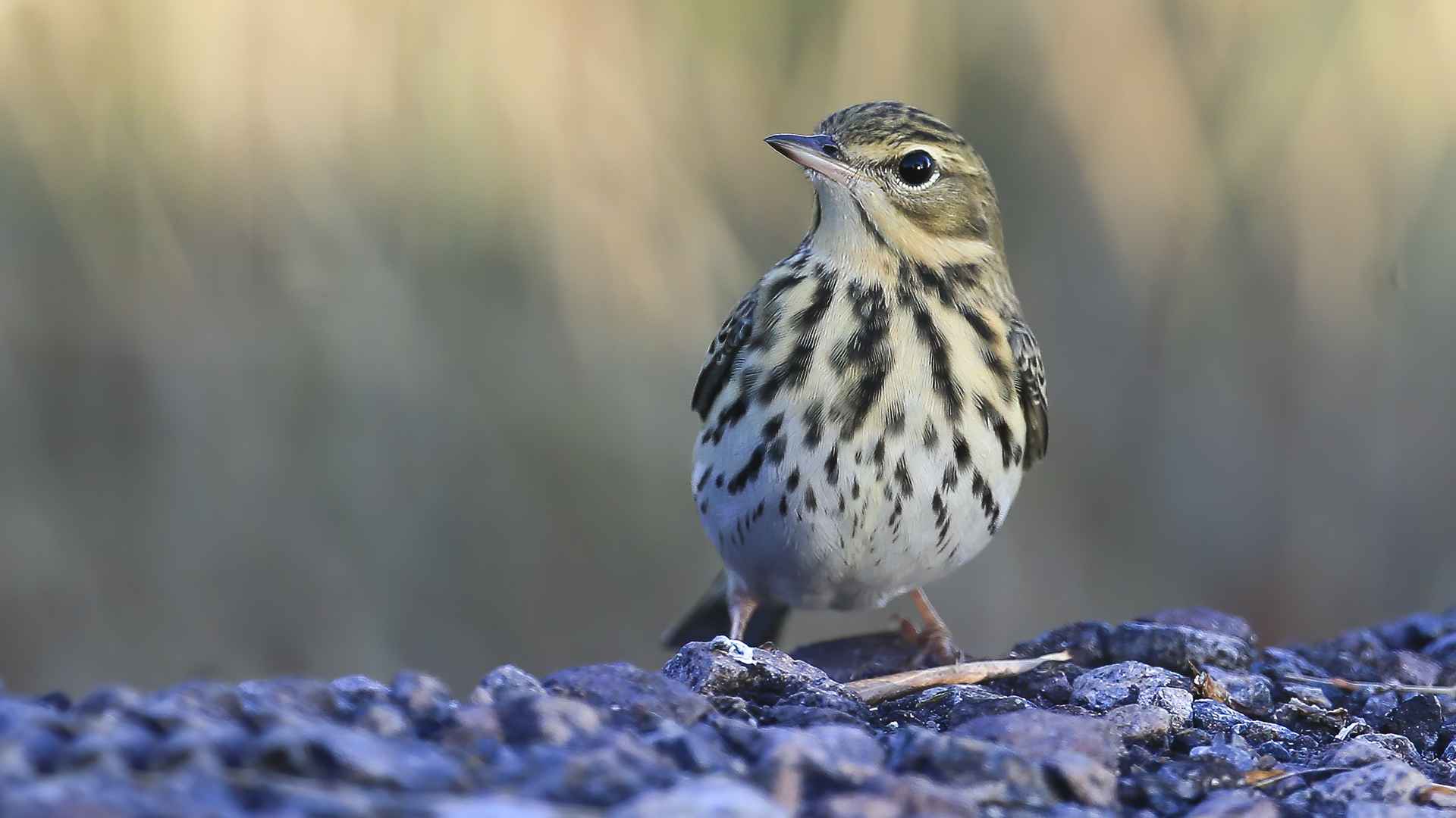 Tree Pipit